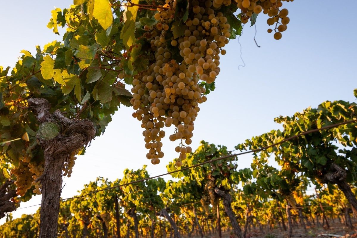 Antica cantina spagnola produttrice di sherry