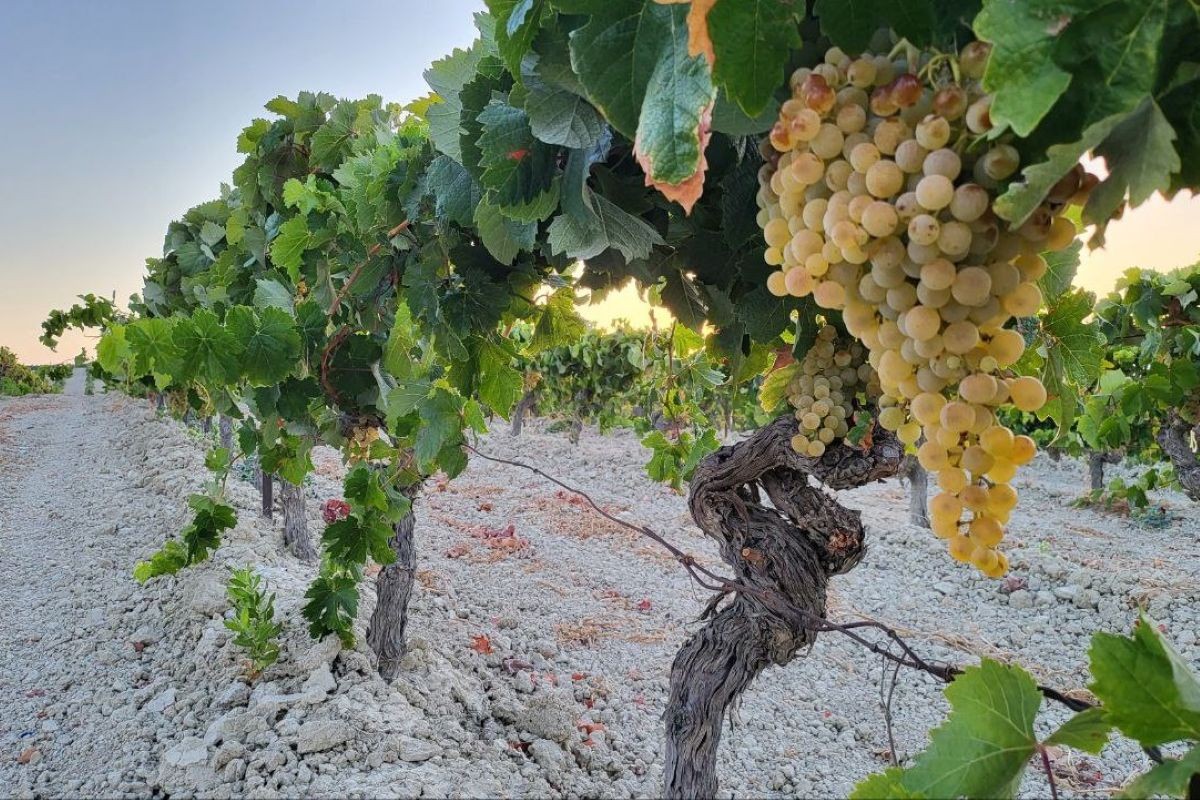 Botti e bottiglie di sherry invecchiato nella cantina
