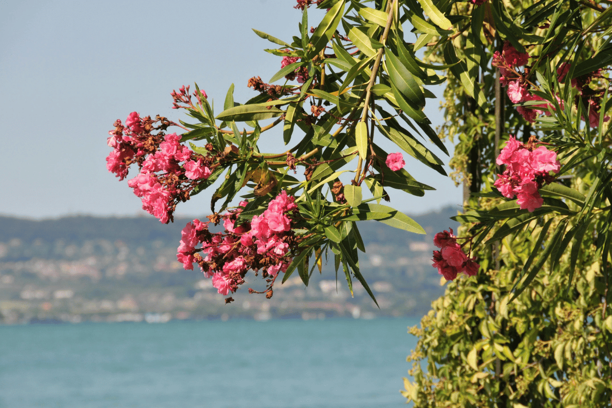 πικροδάφνη φροντίδα και καλλιέργεια Καλλιέργεια και φροντίδα της πικροδάφνης