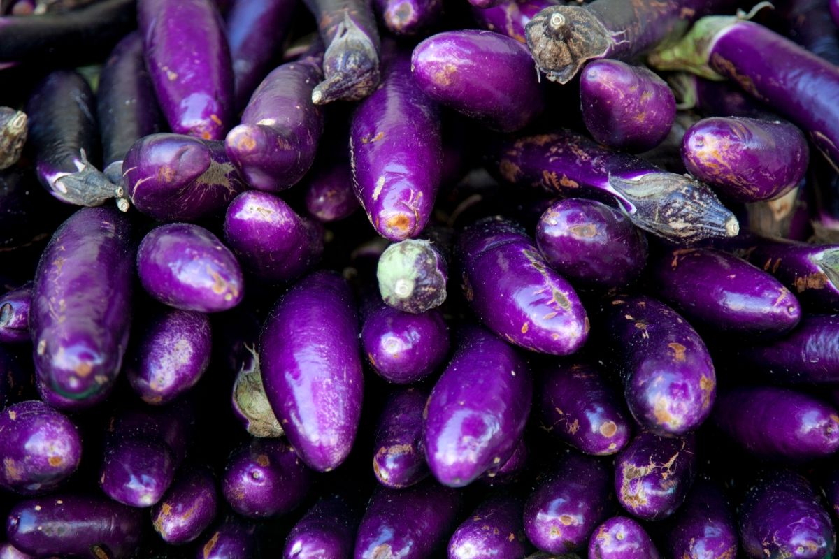 A deep dive into the global eggplant market by Wikifarmer A deep dive into the global eggplant market