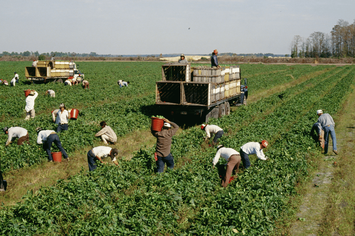 Before carbon credits, there must be farmers
