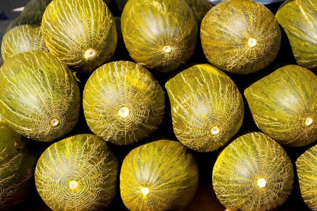 European melon and watermelon market digest, prices and market intelligence, by Wikifarmer European melon and watermelon harvests peak, wholesale prices hold steady