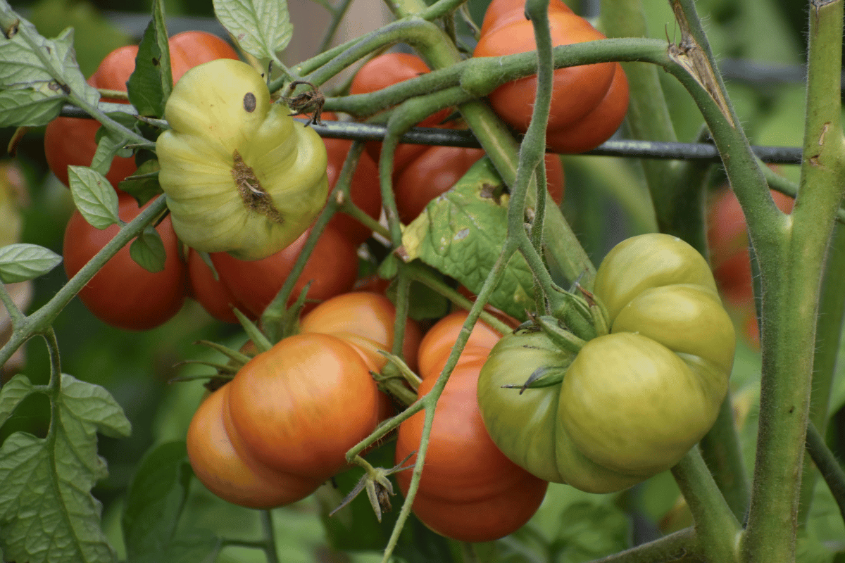 F1 hybrid or heirloom tomatoes F1 hybrid or heirloom tomato varieties