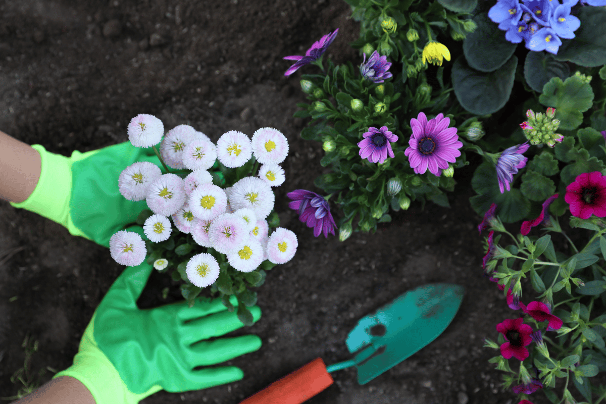 Flowers that bloom all year and how to plan for them