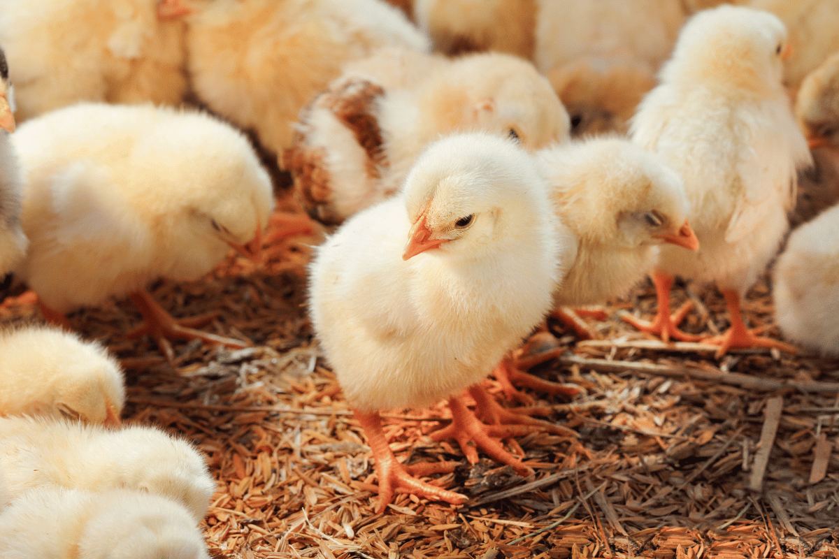 How solar power cut chick deaths on Ethiopian poultry farms How solar power cut chick deaths on Ethiopian poultry farms