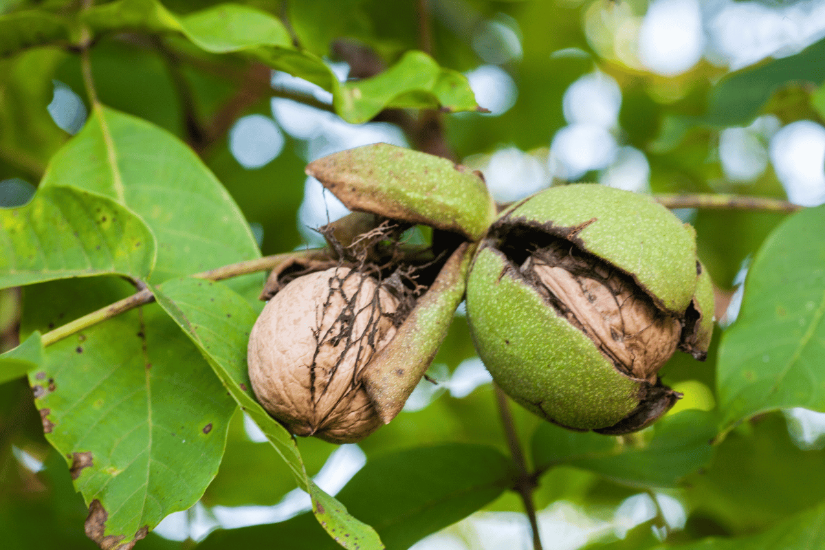 How to control the second flight of codling moth in pome fruit and walnut How to control the second flight of codling moth in pome fruit and walnut