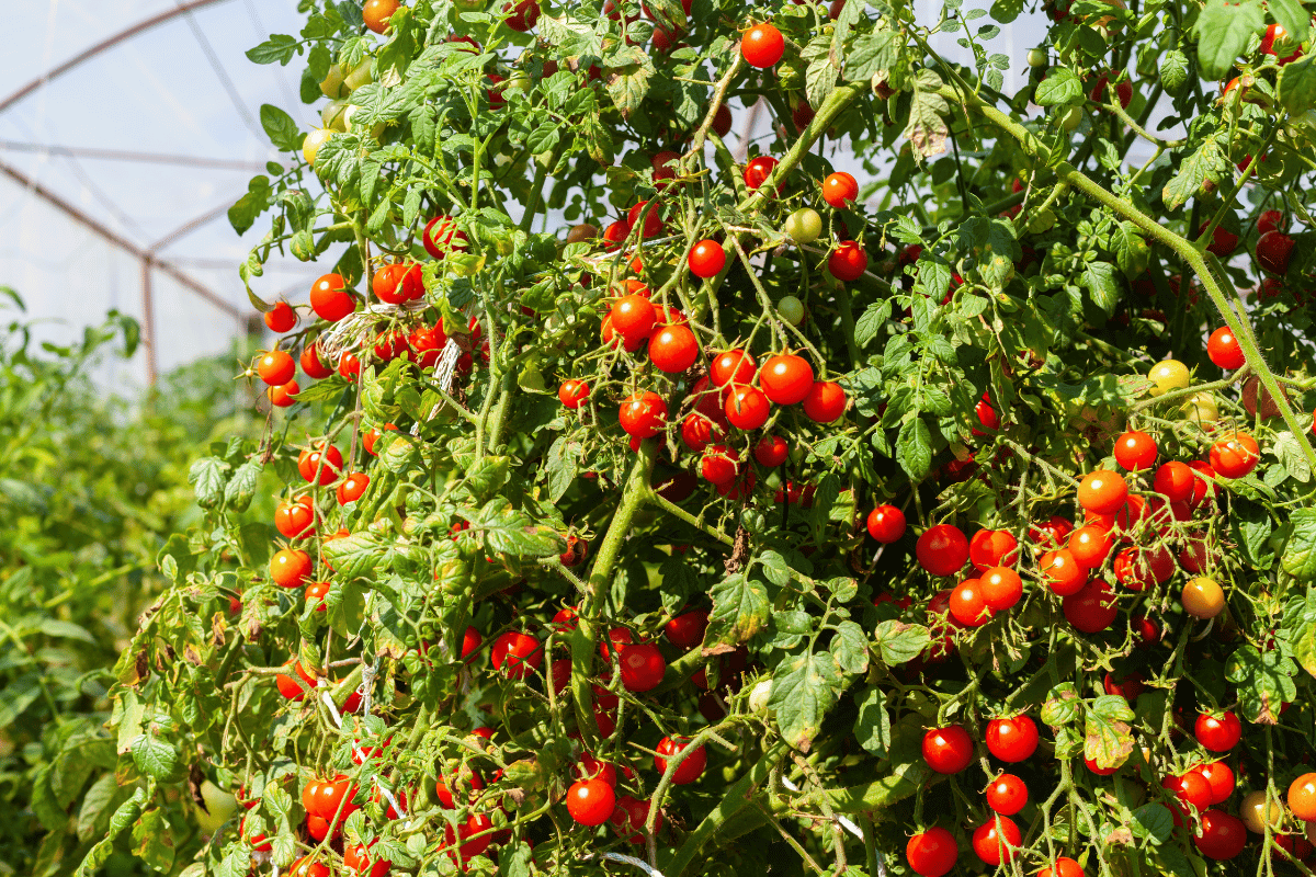 How to choose tomato seed for your crop How to choose tomato seed for your crop