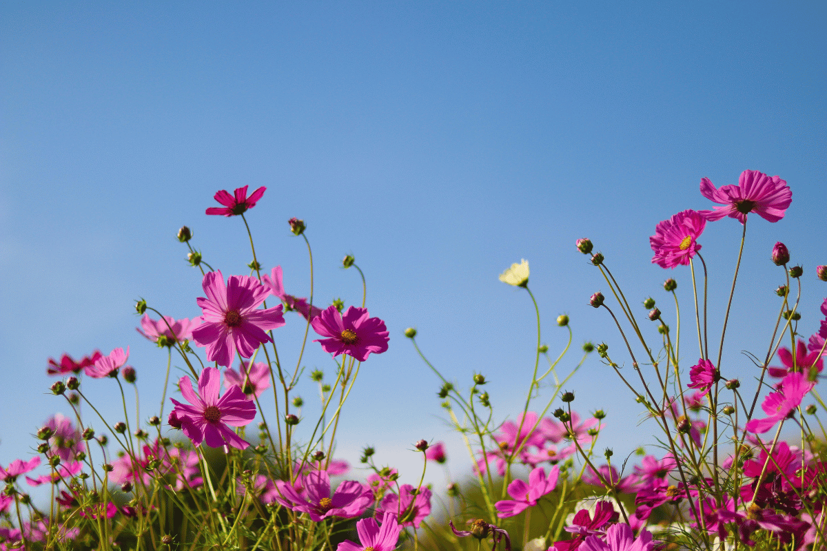 How to grow and care for cosmos flowers