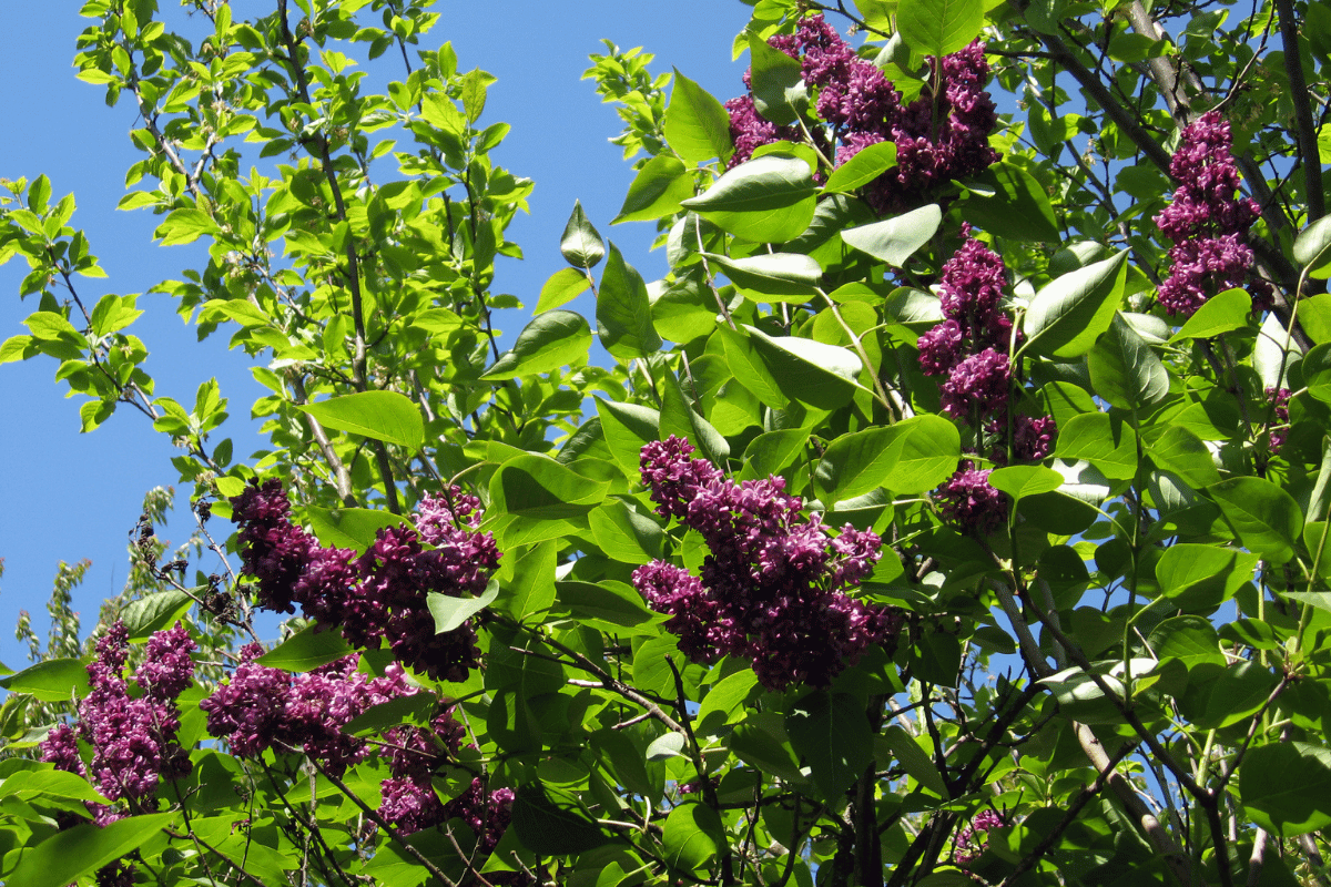 How to grow and care for lilac bushes How to grow and care for lilac bushes