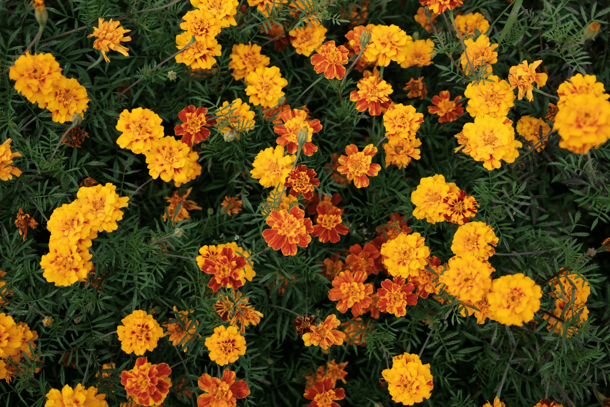 How to grow and care for marigolds How to grow and care for marigolds