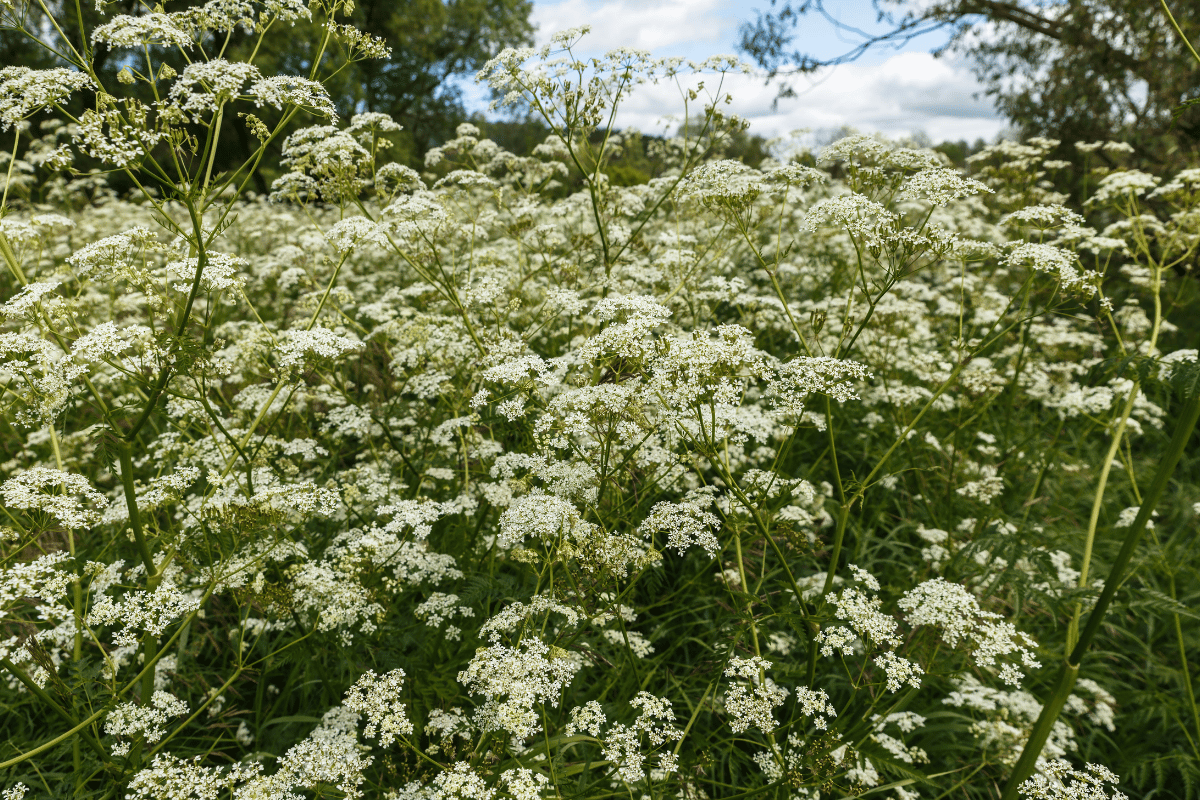 How to grow and care for yarrow (Achillea)