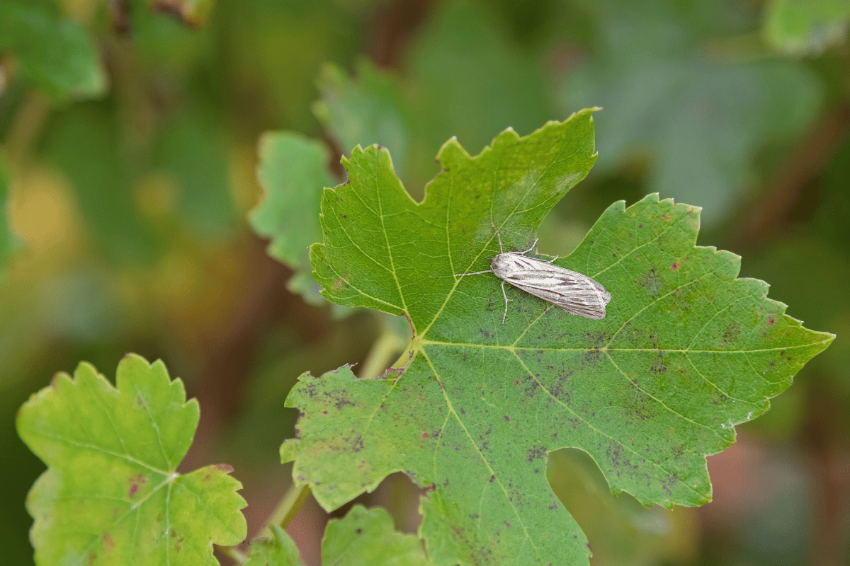How to protect grapes from European grapevine moth, powdery mildew, and downy mildew How to protect grapes from European grapevine moth, powdery mildew, and downy mildew