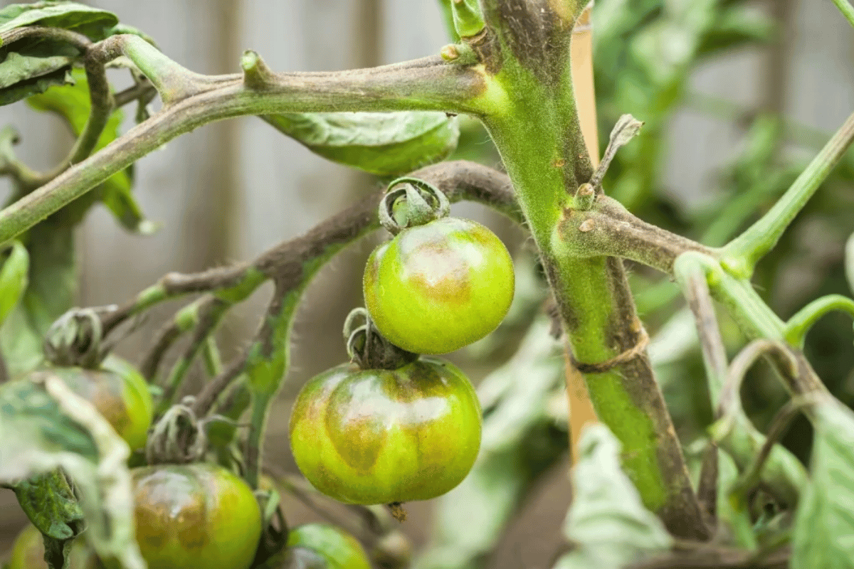 bacterial wilt tomato How to recognise and manage bacterial wilt in tomato