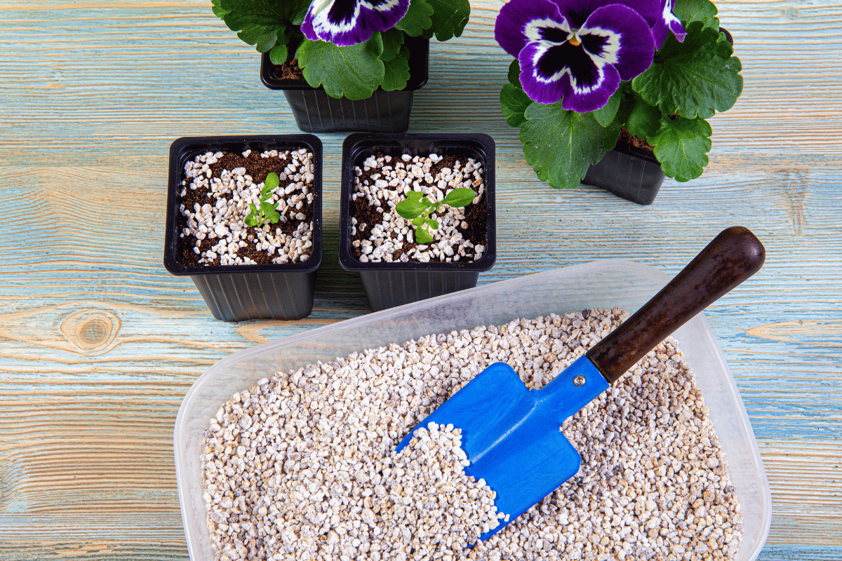 How to use perlite in pots and the garden How to use perlite in pots and the garden