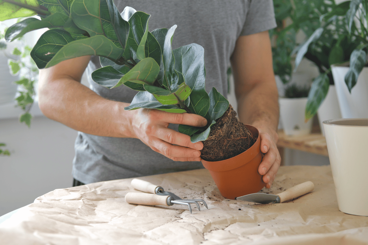 How to use zeolite in pots and the garden