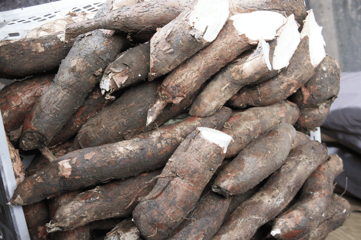 Sustainable cassava production in Ghana and the central role of women farmers Sustainable cassava production in Ghana and the central role of women farmers