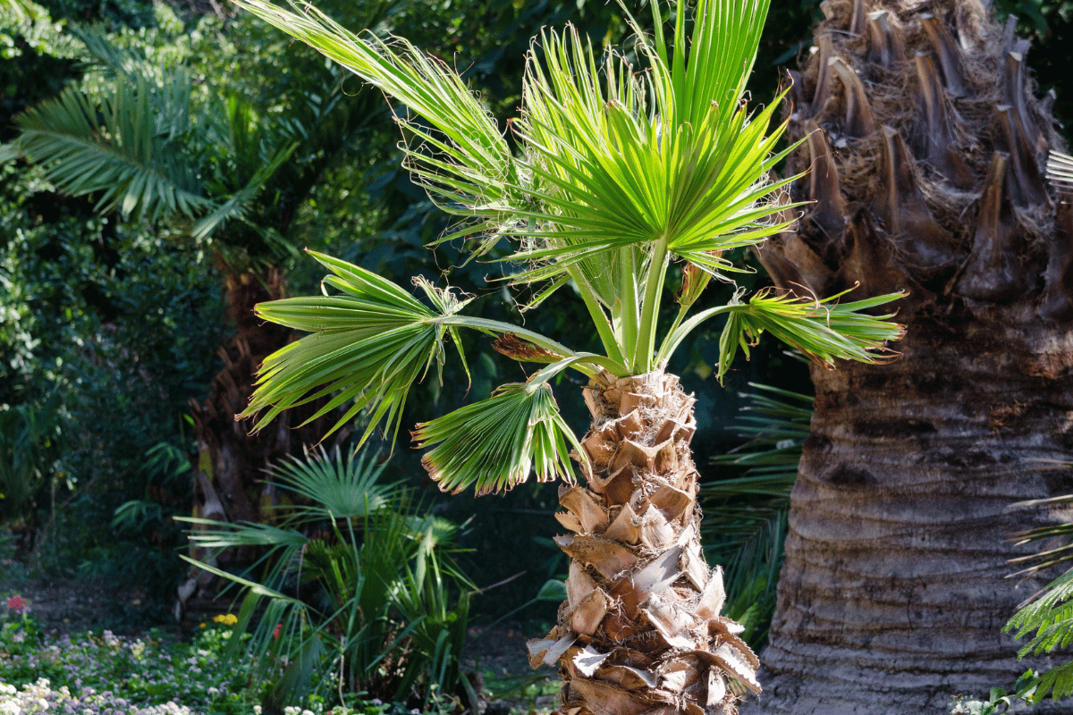 Washingtonia.png