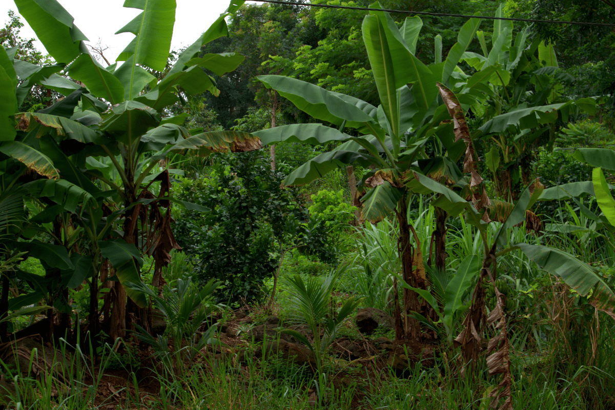 What agroforestry looks like on the ground in Indonesia What agroforestry looks like on the ground in Indonesia