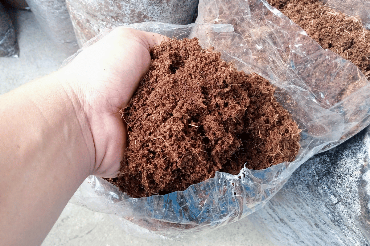 What coir is and how to use it in plants