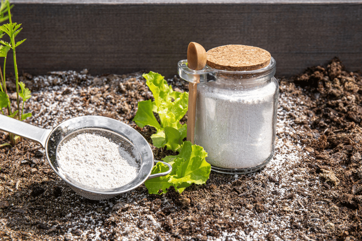 What diatomaceous earth is and how to use it in plants