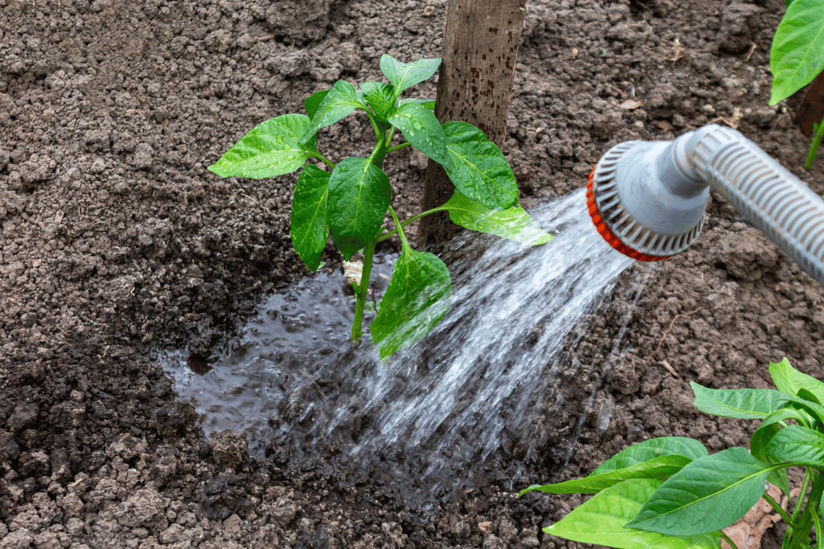 What leonardite is and how it improves soil