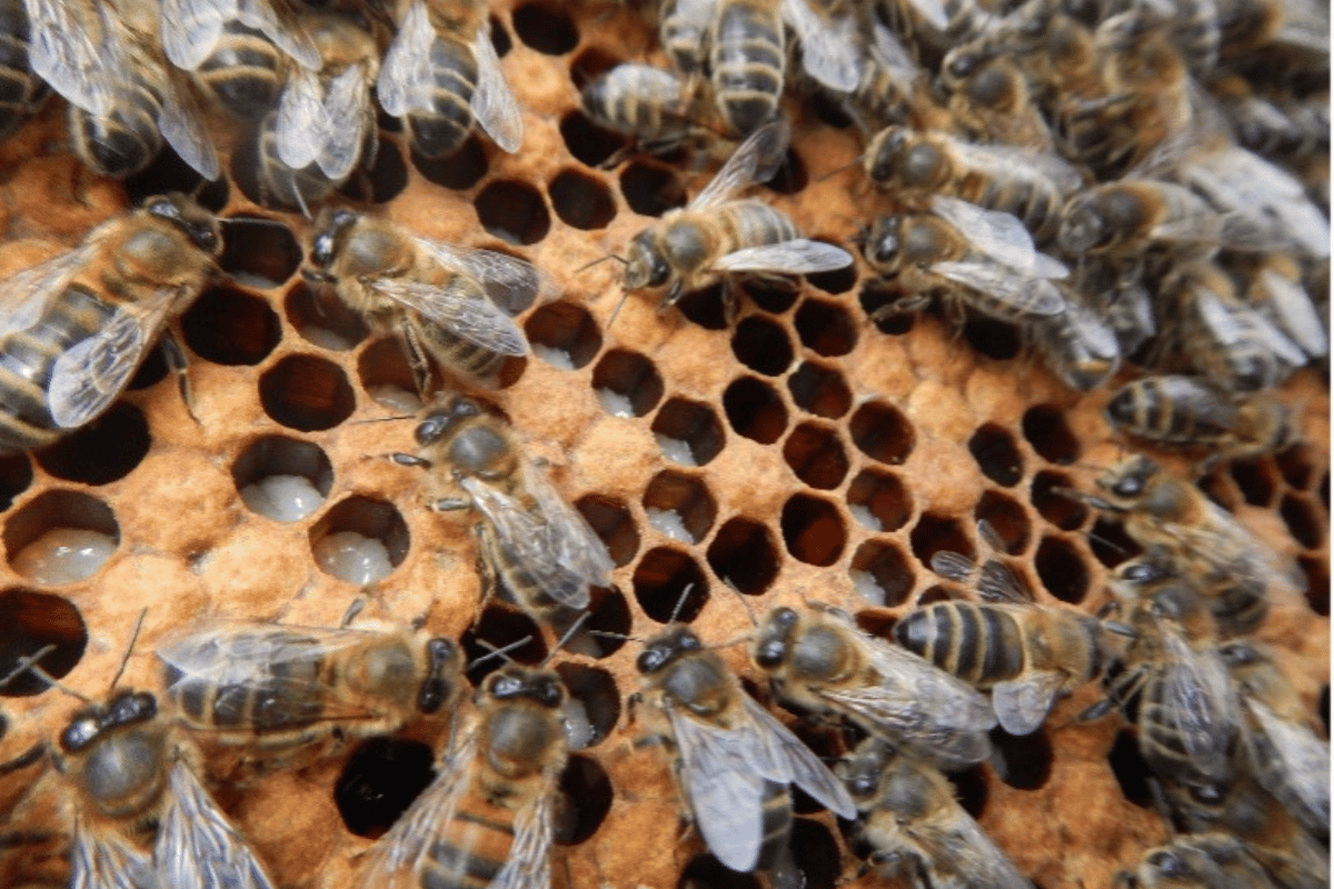 Why are honeycomb cells hexagonal? Why are honeycomb cells hexagonal?
