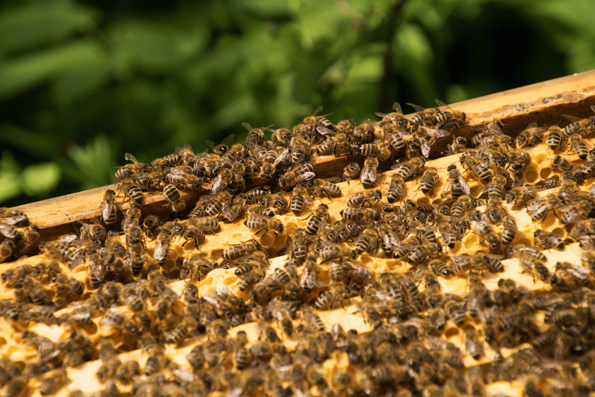 Why bee colonies abscond in Africa and how to prevent it Why bee colonies abscond in Africa and how to prevent it
