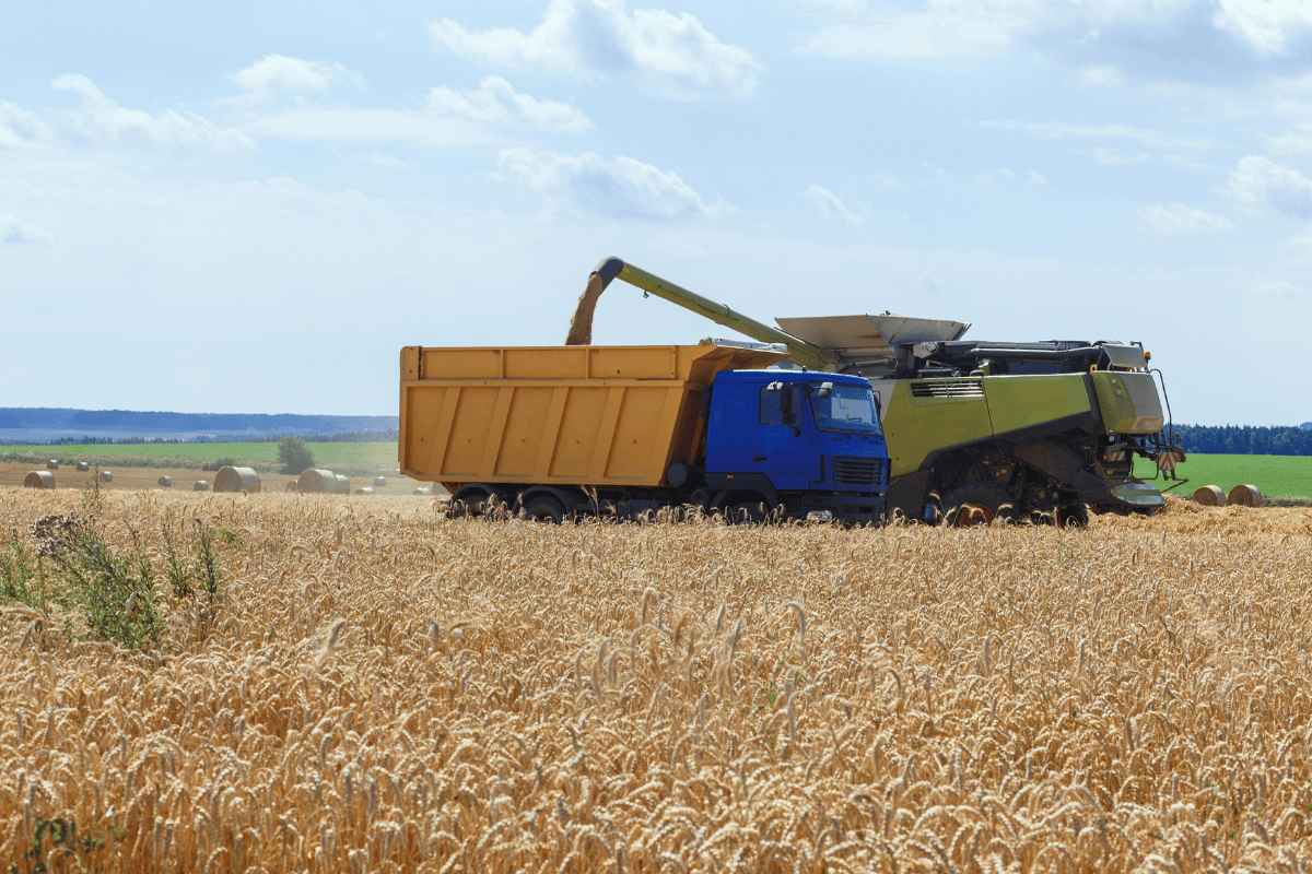 Why huge grain stockpiles fail to steady food prices Why huge grain stockpiles fail to steady food prices