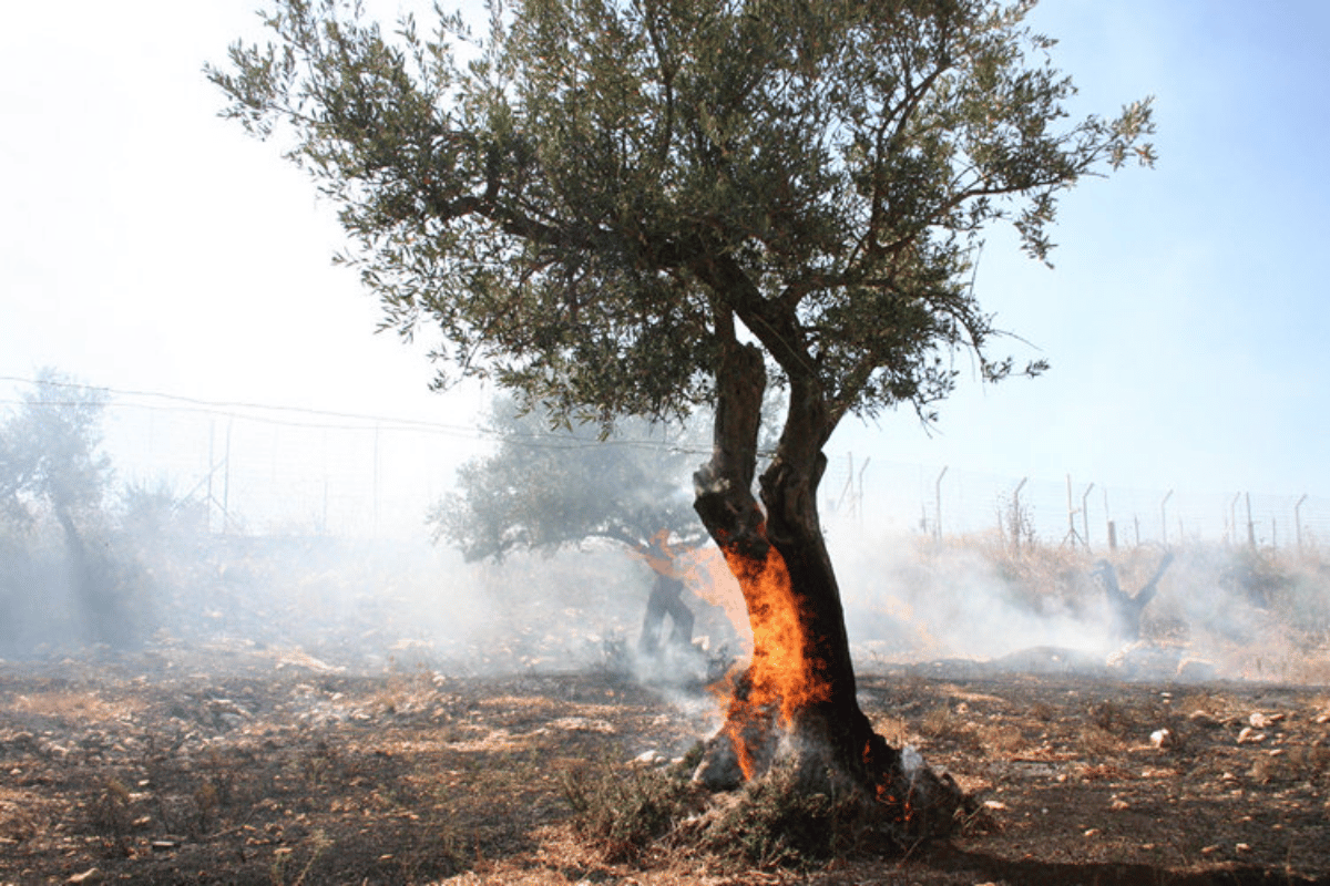 Πώς ανακάμπτει η ελιά μετά από πυρκαγιά Πώς ανακάμπτει η ελιά μετά από πυρκαγιά