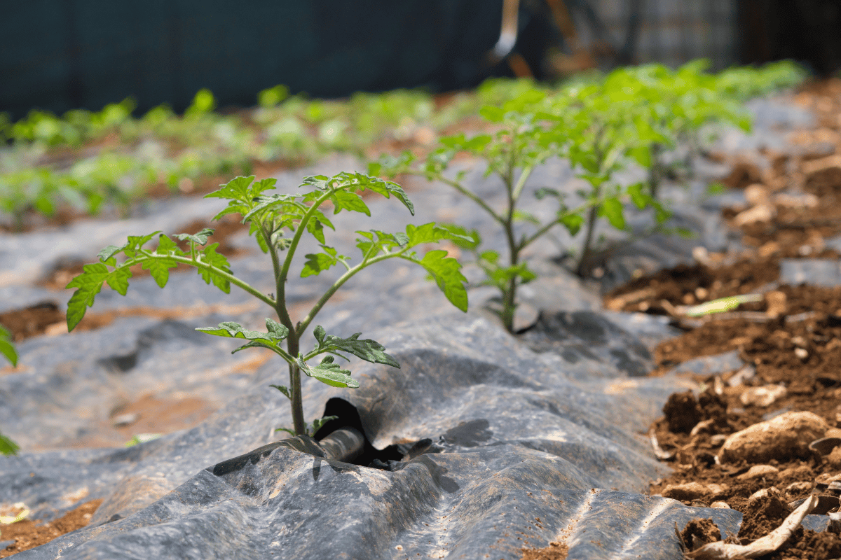 Biodegradable mulch film is not the safe alternative