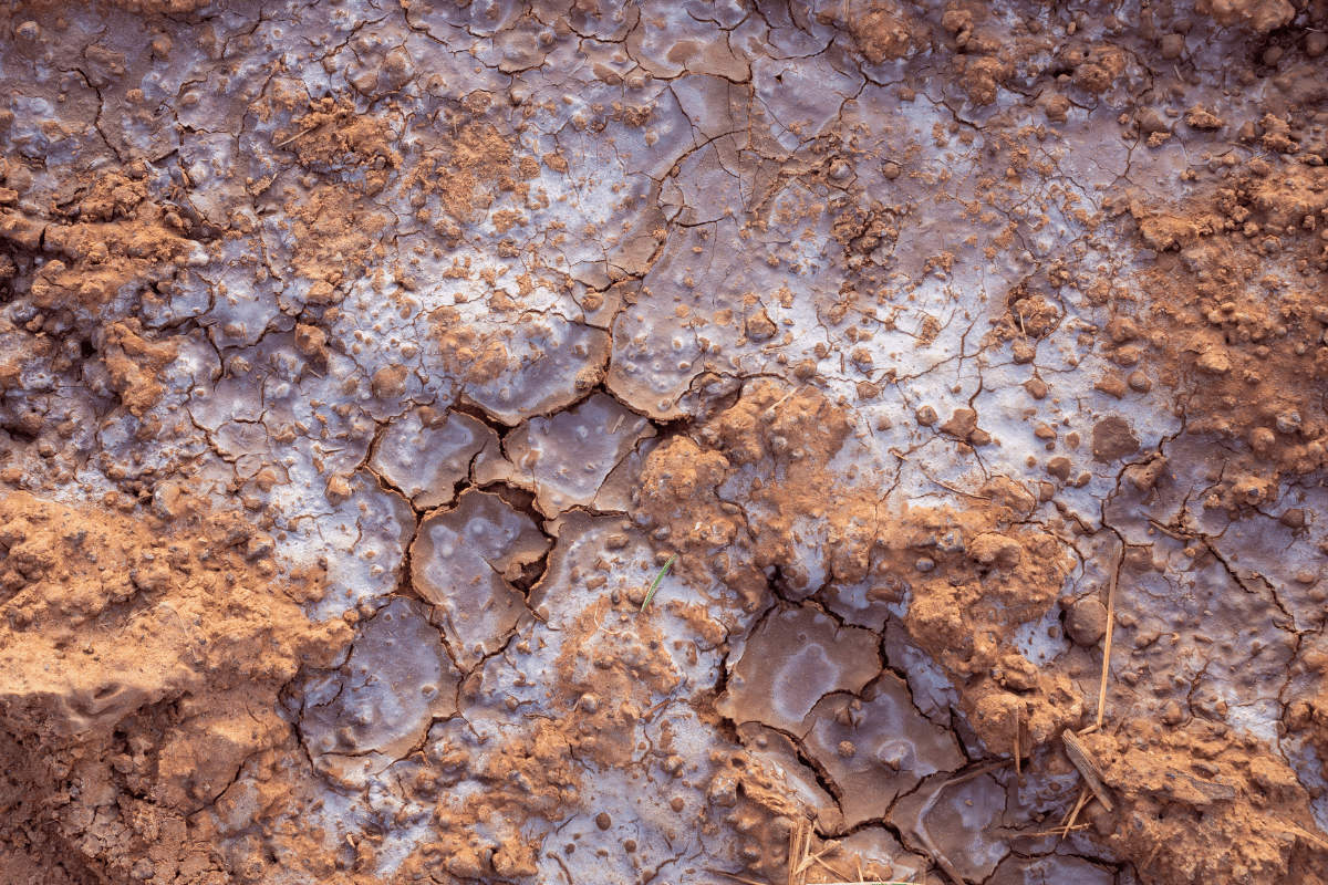 How salinity is degrading Syrian soil, and what reverses it How salinity is degrading Syrian soil and what can reverse it