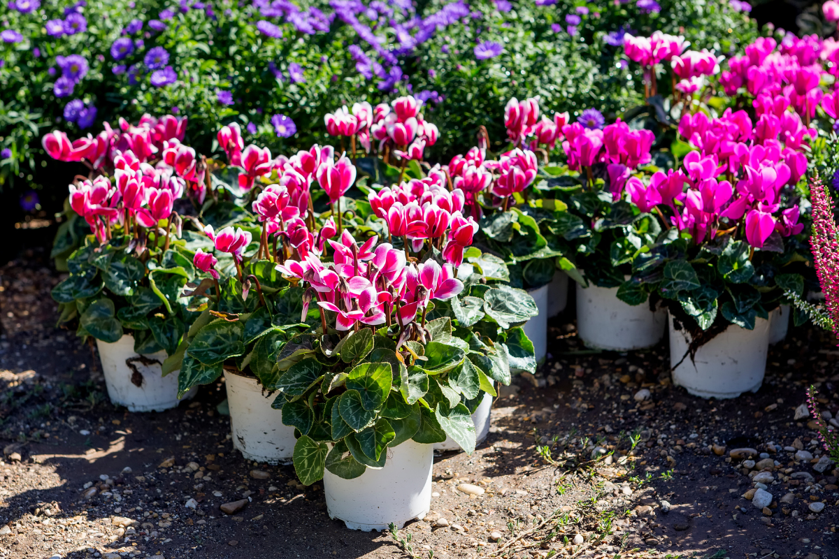 How to grow and care for cyclamen How to grow and care for cyclamen