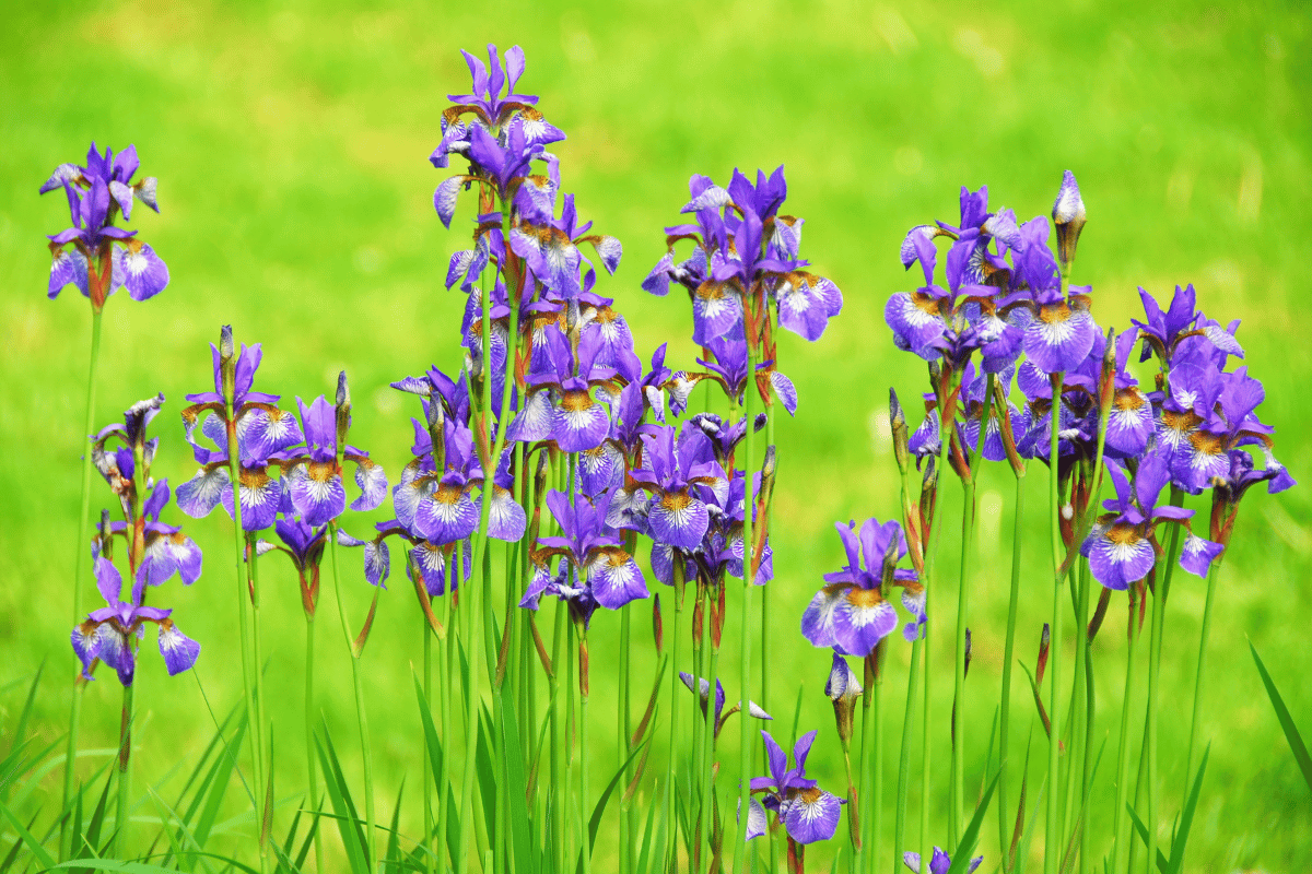 How to grow and care for irises How to grow and care for irises