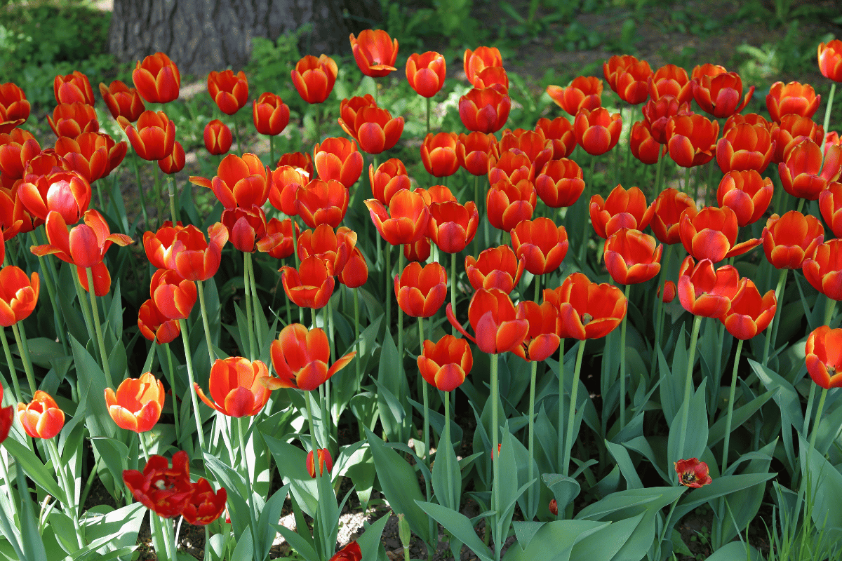 How to grow and care for tulips How to grow and care for tulips