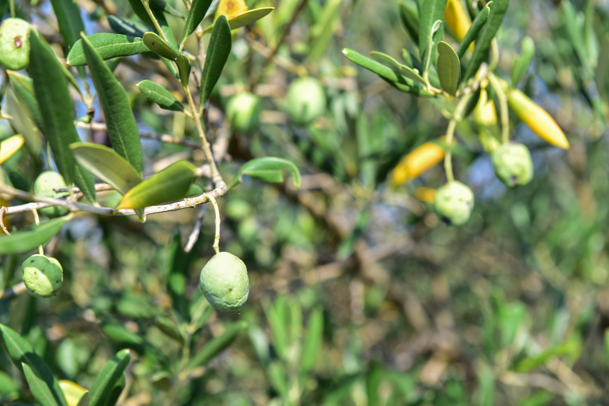 The olive fly, oleuropein and its bacterial symbiont.webp Why the olive fly can develop in unripe olives