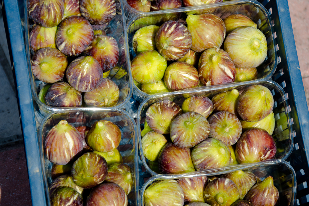 What it takes to export fresh figs successfully What it takes to export fresh figs successfully