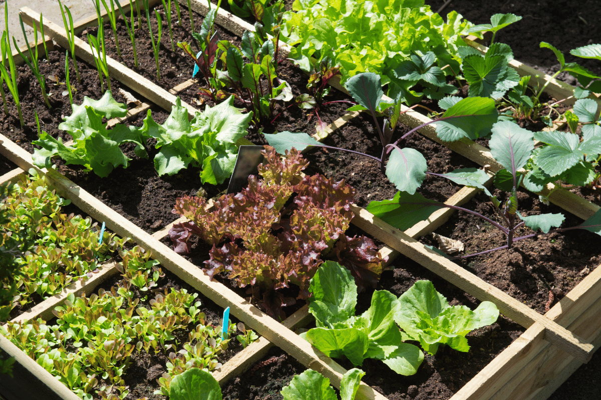 vegetables in garden and in containers What to plant in August in the garden and in containers