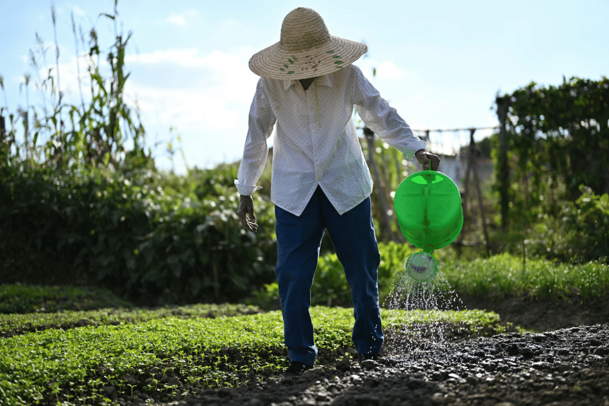 Why watering crops every day can do more harm than good Why watering crops every day can do more harm than good
