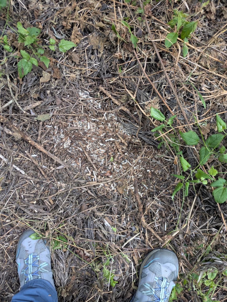 regen_photo_mycelium.jpeg