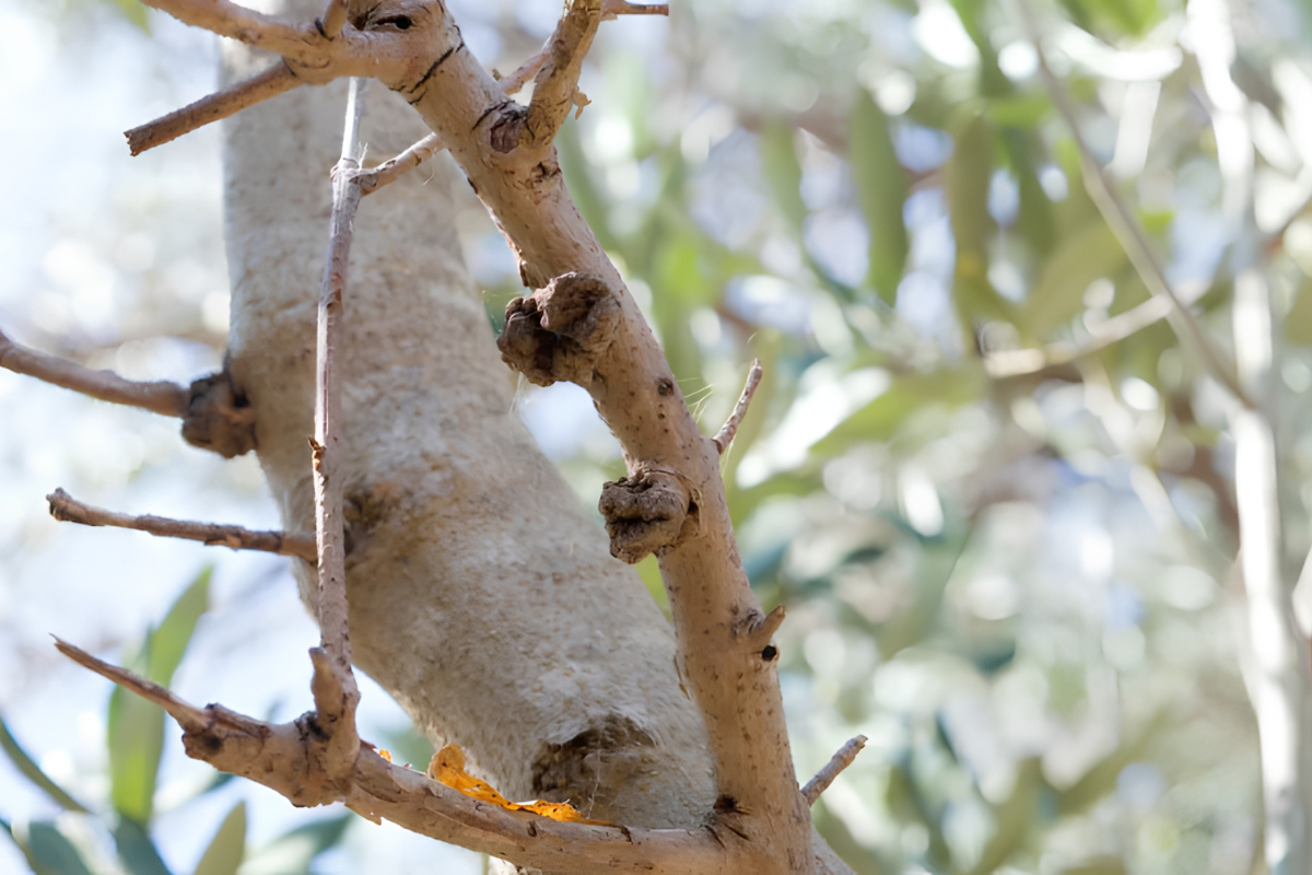 Η καρκίνωση της ελιάς και πώς αντιμετωπίζεται Η καρκίνωση της ελιάς και πώς αντιμετωπίζεται