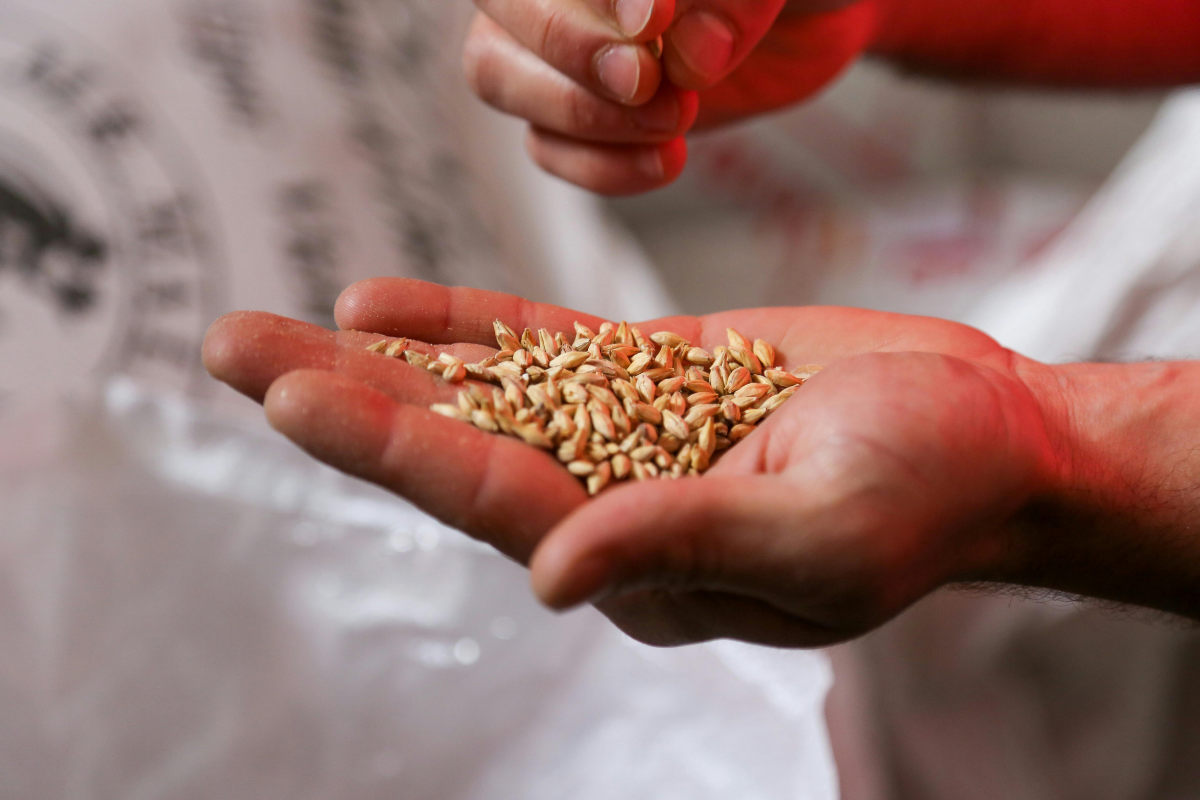 How quality seed is produced from breeder to certified How quality seed is produced from the breeder to the certified