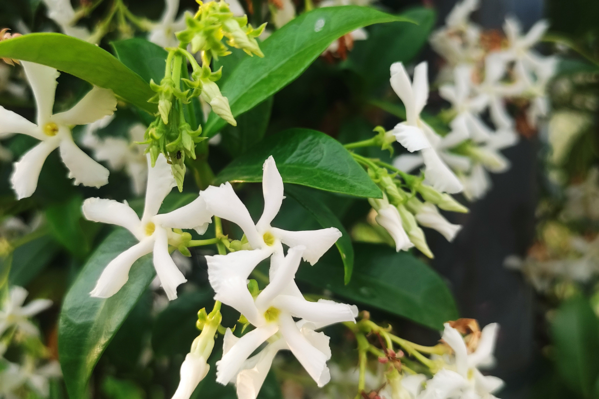 How to grow and care for star jasmine How to grow and care for star jasmine