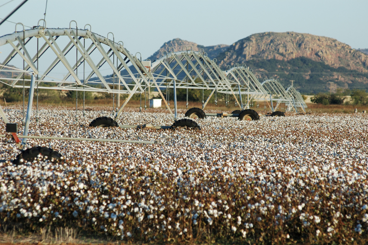 Match every irrigation to the cotton stage that needs it most Match every irrigation to the cotton growth stage that needs it most