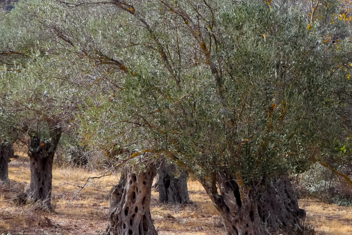 Olive oil 2026/27 outlook as prices fall and crops grow Mediterranean olive oil heads for a bigger crop while prices have already halved