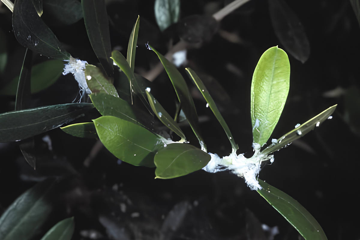 Olive psyllid and when to treat it- The olive psyllid and when treatment is justified