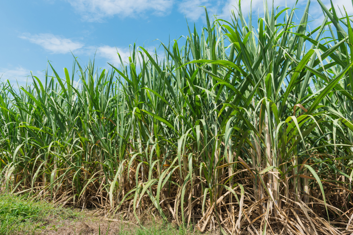 Practical soil fertility and nutrient management for sugarcane growers