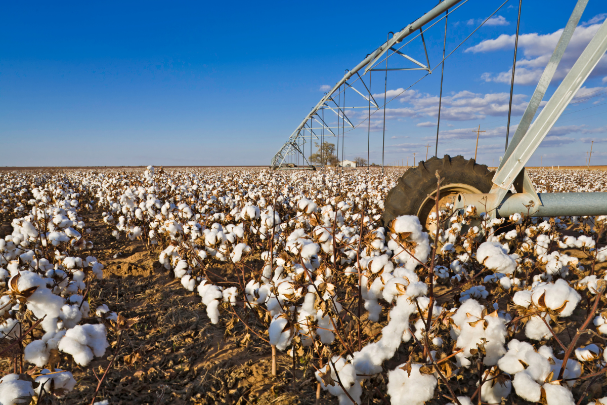Resetting cotton irrigation when the season goes off script Resetting cotton irrigation when the season goes off script