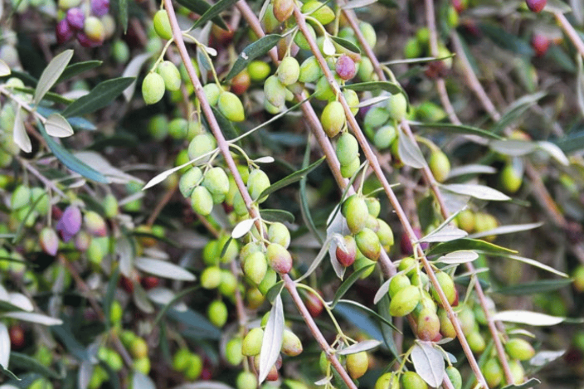 The Tsounati olive and its characteristics Η Τσουνάτη ελιά και τα χαρακτηριστικά της