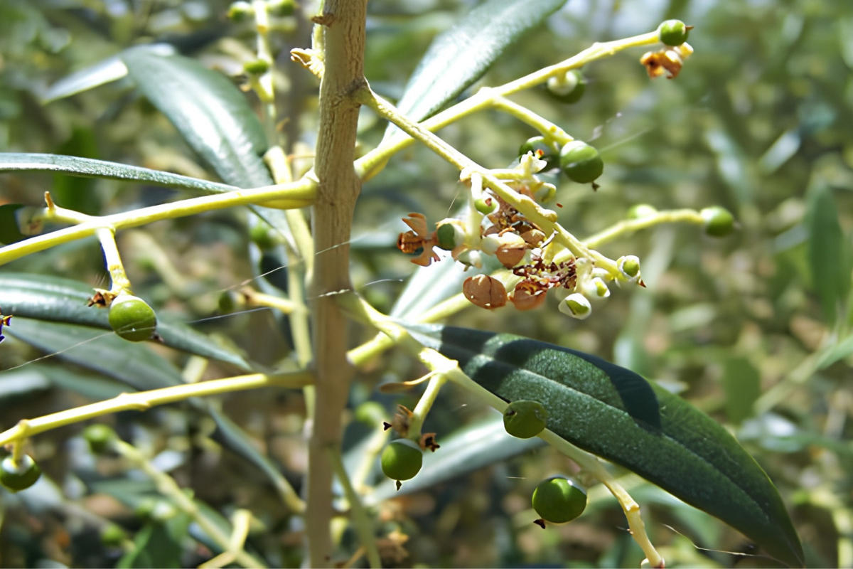 Olive moth (Prays oleae) symptoms The olive moth and how it is controlled
