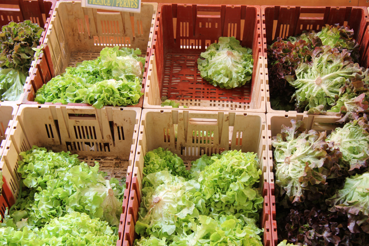 US Cyclospora outbreak ends as traceability rule waits The largest Cyclospora outbreak in US history ends with the traceability rule still on hold
